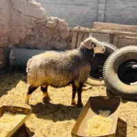 قوچ نژاد دار|حیوانات مزرعه|سیرجان, |دیوار