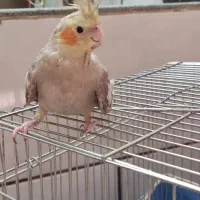 عروس هلندی|پرنده|شیراز, علی آباد|دیوار