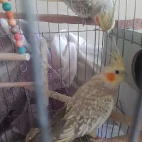 عروس هلندی مرواریدی