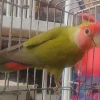 کوتوله جفت|پرنده|مشهد, شهرک مهرگان|دیوار