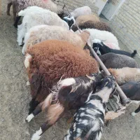 بره نر|حیوانات مزرعه|تایباد, |دیوار