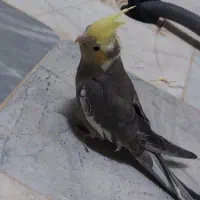 فروش عروس هلندی