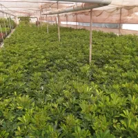 گلخانه گل های آپارتمانی