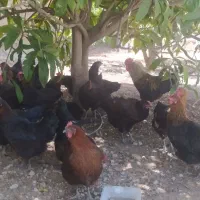 مرغ محلی تخم گذار