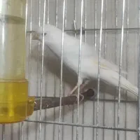 قناری ماده