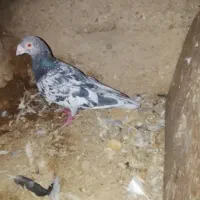 پرنده کفتر