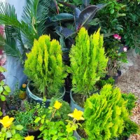 گل های جدید رسید