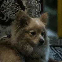 سگ پامر روباهی|سگ|کرمانشاه, |دیوار