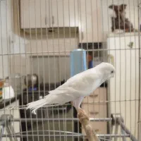 فروش قناری نر|پرنده|فردیس, شهرک شهید حسینی|دیوار