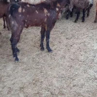 بزغاله نر|حیوانات مزرعه|کوهدشت, |دیوار