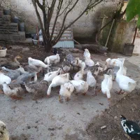 قو غاز و اوکراینی