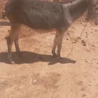 کرخر ماده