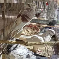 ذاغ و پرشی|پرنده|اصفهان, بهارستان|دیوار