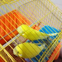 ۴ جفت مرغ عشق انگلیسی|پرنده|تهران, افسریه جنوبی|دیوار