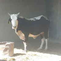 گاو سیستانی|حیوانات مزرعه|قرقری, |دیوار