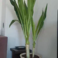 گل وگیاه