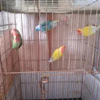 طوطی برزیلی وعروس هلندی|پرنده|بیرجند, |دیوار