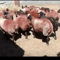 میش افشاری گله گرد قوچ