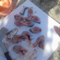 ماهی|ماهی|رامهرمز, |دیوار