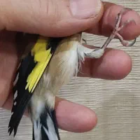 سهره های نر بخون مست مست آماده جفت