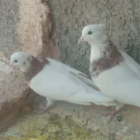 طوقی|پرنده|ورزنه, |دیوار