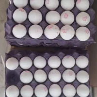 تخم مرغ|خوردنی و آشامیدنی|تهران, هاشم‌آباد|دیوار