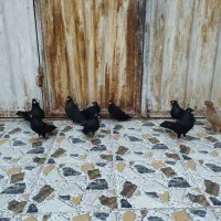 کبوتر زاغ عبدانی