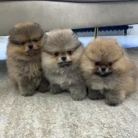 مینیاتوری خرسی|سگ|تهران, شهرک آزمایش|دیوار