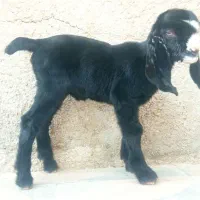 فروش کره|حیوانات مزرعه|برازجان, |دیوار