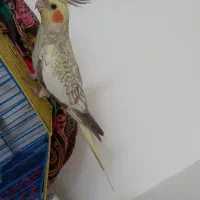 طوطی عروس