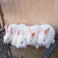 خرگوش کوچیک|موش و خرگوش|قلعه قاضی, |دیوار