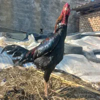 تخم مرغ لاری|حیوانات مزرعه|خان ببین, |دیوار