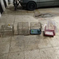 قفس مرغ عشق