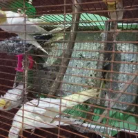 عروس هلندی|پرنده|اهرم, |دیوار