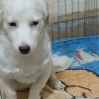 سگ نژاد پامر اشپیتز