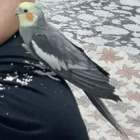 جفت عروس هلندی بالغ آماده تخم گذاری