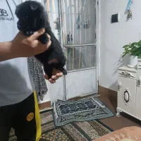 سگ پاکوتا|سگ|چناران, |دیوار