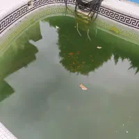 ماهی قرمز|ماهی|نوشهر, |دیوار