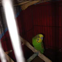 پرنده|پرنده|میناب, |دیوار