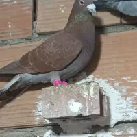 کفتر سرخ دورگ