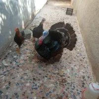 یک جفت بوقلمون اصل|حیوانات مزرعه|بندر گناوه, |دیوار