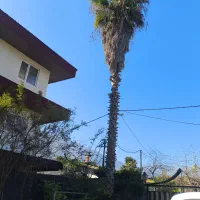 درخت پالم|گل و گیاه طبیعی|نوشهر, |دیوار