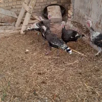 بوقلمون ماده