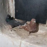 دو جفت سرول|پرنده|درگزین, |دیوار