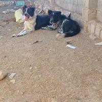 سگ گله|سگ|پیر بکران, |دیوار