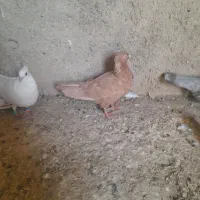 ۳۰ کفتر  داخلش جدا کنی دونی ۲۰۰|پرنده|مرودشت, نقش رستم|دیوار