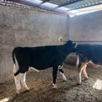 گوساله نر|حیوانات مزرعه|مشهد, خرم آباد|دیوار