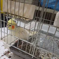 اسباب بازی عروس هلندی فروش فوری