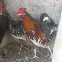 خروس جوان گلین