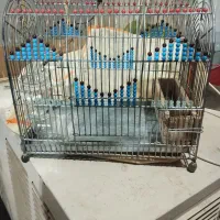 2عدد قفس سهره قیمت دونه 750000هزار تومن یک کلام|لوازم جانبی حیوانات|شیراز, شهرک قمشه|دیوار